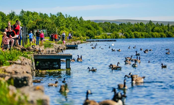 There's plenty of wildlife around the park and you can enjoy feeding the ducks on the lake.